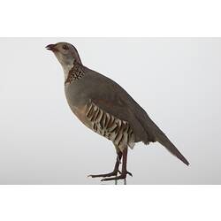Taxidermied partridge specimen.