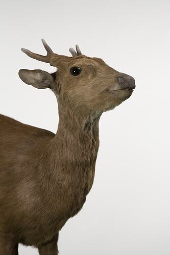 Taxidermied deer specimen.