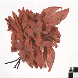 Artificial Flower - Red Crepe, circa 1950s-1970s