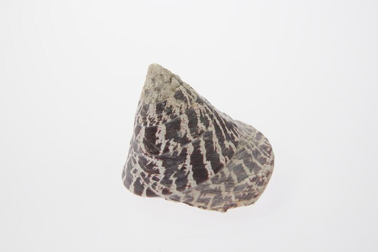 Conical shell with brown and white markings.
