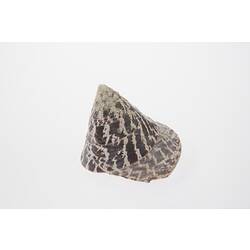 Conical shell with brown and white markings.