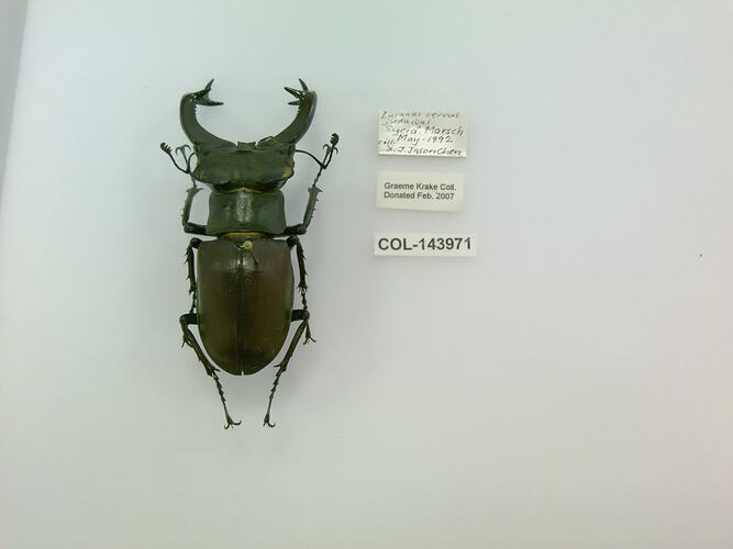Shiny black beetle specimen with large mandibles, pinned next to text labels.