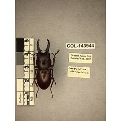 Dorsal view of pinned beetle specimen with labels.