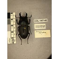 Dorsal view of pinned beetle specimen with labels.