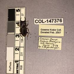 Shiny brown beetle specimen with large mandibles, pinned next to text labels.