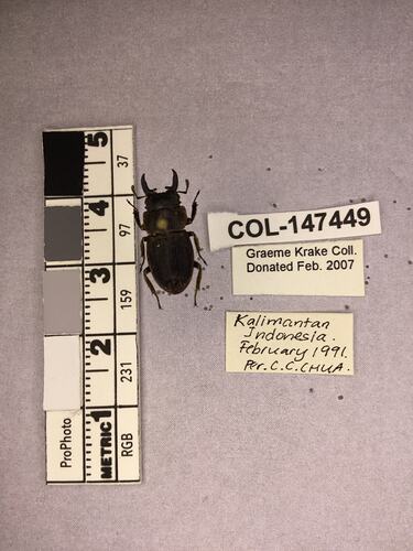 Shiny brown beetle specimen with large mandibles, pinned next to text labels.