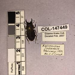 Shiny brown beetle specimen with large mandibles, pinned next to text labels.