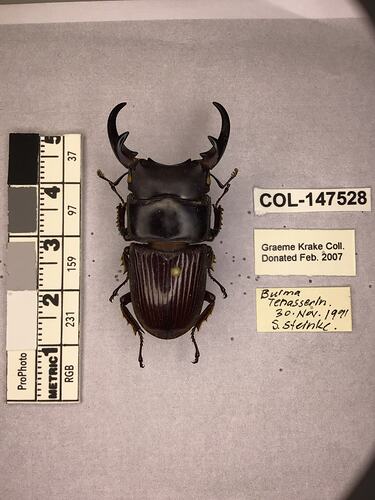 Shiny brown beetle specimen with large mandibles, pinned next to text labels.