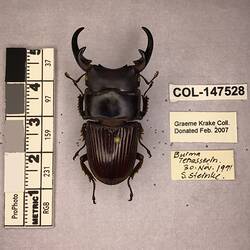 Shiny brown beetle specimen with large mandibles, pinned next to text labels.