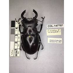 Dorsal view of pinned beetle specimen with labels.