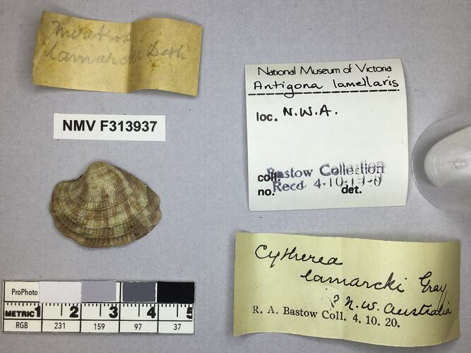 Dry Venus Clam shell beside labels.