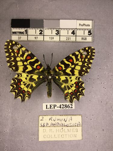 Pinned butterfly specimen beside label.