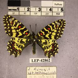 Pinned butterfly specimen beside label.