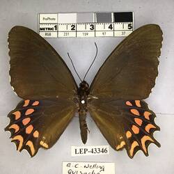 Pinned butterfly specimen beside label.