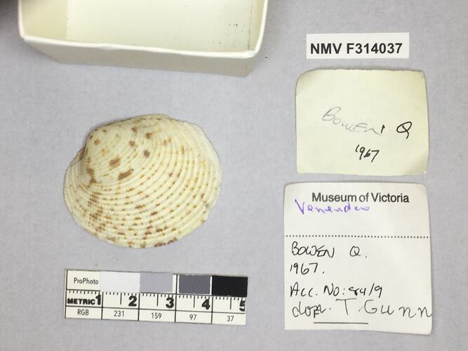 Dry Venus Clam shell beside labels.