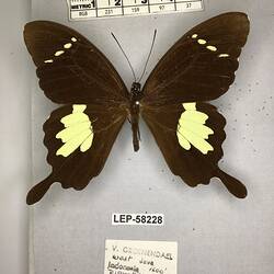 Pinned butterfly specimen beside label.