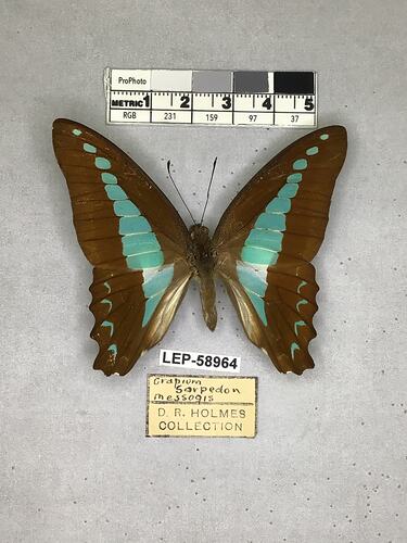 Pinned butterfly specimen beside label.