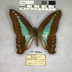 Pinned butterfly specimen beside label.