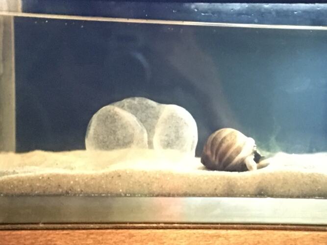 A marine snail and its large, transluscent egg sac in an aquarium.