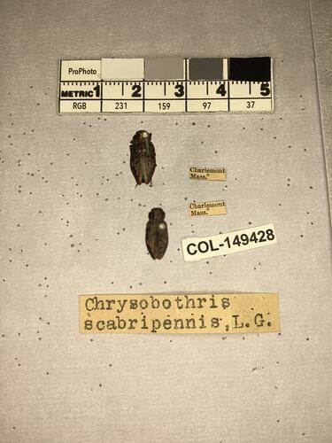 Dorsal view of pinned beetle specimens with labels.