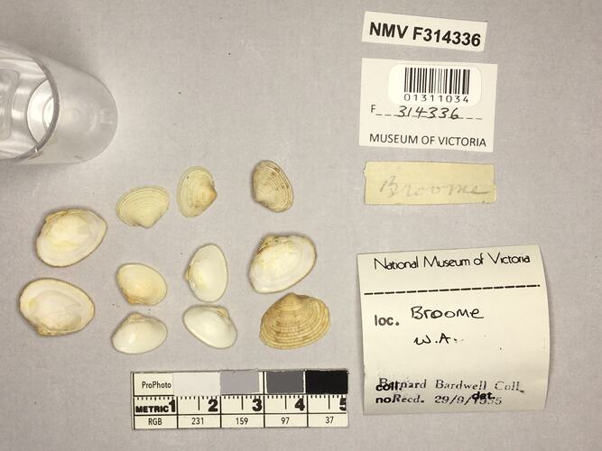 Dry Venus Clam shells beside labels.