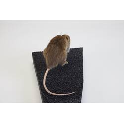 <em>Rattus rattus</em>, Black Rat. [C 7003]