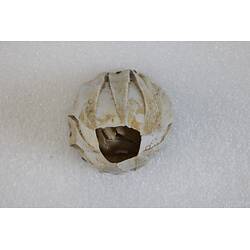 <em>Austromegabalanus nigrescens</em>, Giant Black Barnacle. [J 42413]