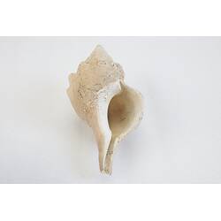 <em>Penion maximus</em>, giant whelk. [J 73847.1]