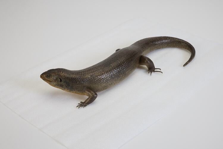 <em>Bellatorias major</em>, Land Mullet. [D 73695]