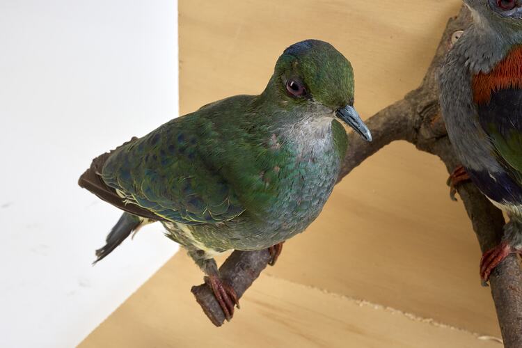 <em>Ptilinopus superbus superbus</em>, Superb Fruit-Dove. [30107]