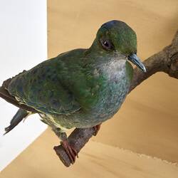 <em>Ptilinopus superbus superbus</em>, Superb Fruit-Dove. [30107]