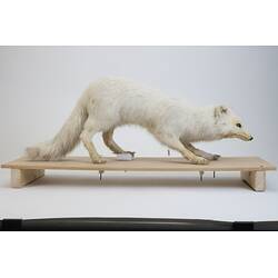 <em>Vulpes lagopus</em>, Arctic Fox. [C 29945]