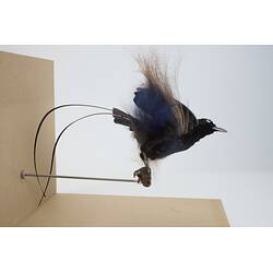 <em>Paradisaea rudolphi rudolphi</em>, Blue Bird-of-Paradise. [58432]