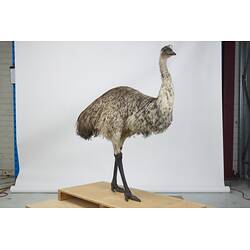 <em>Dromaius novaehollandiae novaehollandiae</em>, Emu. [B 21737]