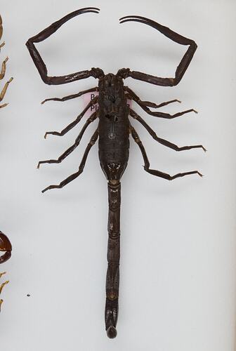 <em>Tityus asthenes</em>, scorpion. [K 16369]