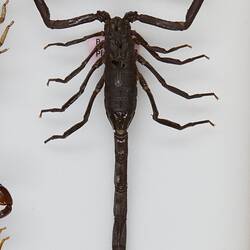 Our Wondrous Planet, Our Wild Family: Dry Specimen - Scorpion, <em>Tityus asthenes</em> Pocock, 1893