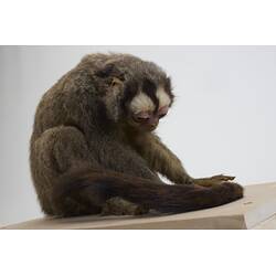 <em>Aotus trivirgatus</em>, Three-striped Night Monkey. [C 30263]
