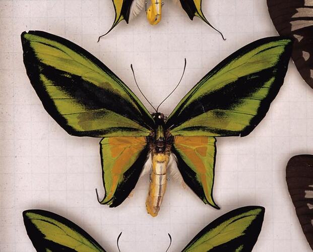 Detail of green and black butterfly.
