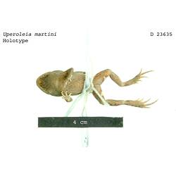Frog specimen, ventral view, with specimen labels.