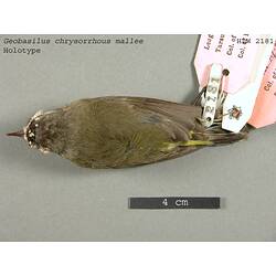 Dry bird skin specimen with labels.