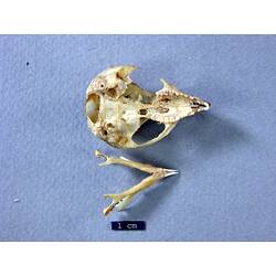 Possum lower jaw beside skull, ventral views.