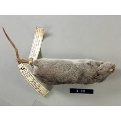 Lateral view of mouse study skin with specimen labels.