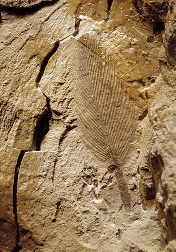 Impression of fossil in sandstone.