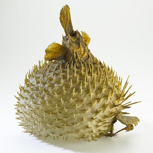 Body armour and spear (c. 1850) - Helmet (X3093)