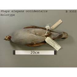 Dry bird skin specimen with labels.