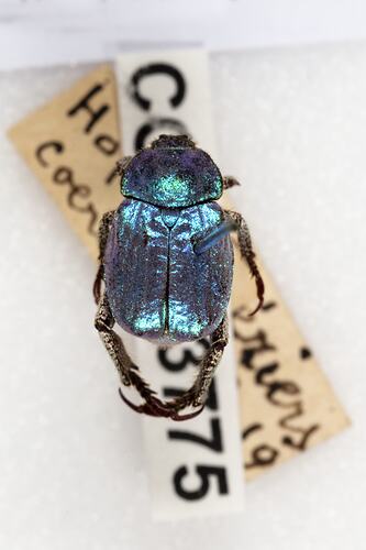 <em>Hoplia coerulea</em>, Cerulean chafer beetle. [COL 143775]