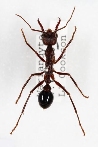 <em>Myrmecia</em> sp., bull ant. [HYM 99136]