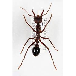 Our Wondrous Planet, Our Wild Family: Dry Specimen - Bull Ant, <em>Myrmecia</em> Fabricius, 1804