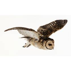<em>Tyto novaehollandiae</em>, Masked Owl. [B 35109]