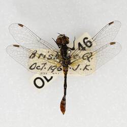 Our Wondrous Planet, Our Wild Family: Dry Specimen - Australian Pygmyfly, <em>Nannophya australis</em> Brauer, 1865